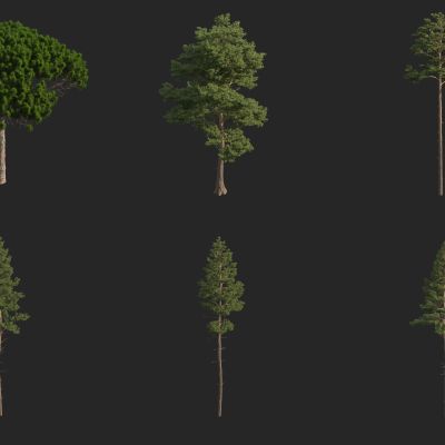 意大利五针松 樟子松 欧洲赤松 长白松