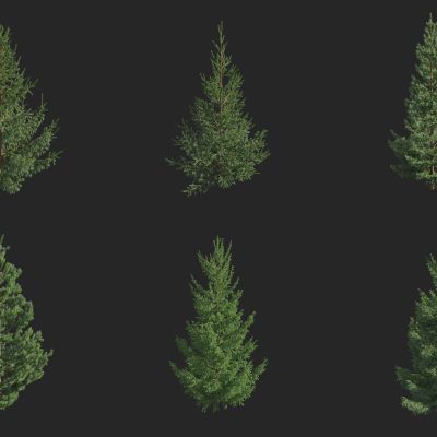 白皮云杉欧洲云杉 挪威云杉 大冷杉