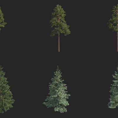 樟子松 欧洲赤松 长白松 蓝粉云杉 北美兰云杉