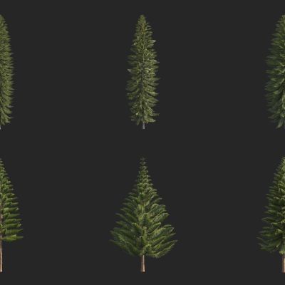 瓦勒迈杉 恐龙杉 沃莱米杉 梧来米松 异叶南洋杉 南洋杉 诺和克南洋杉