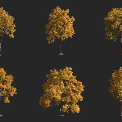 秋季树 刺槐 国槐3D模型