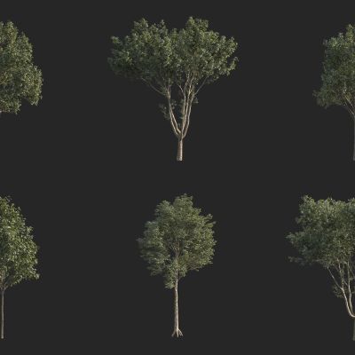 二球悬铃木法国梧桐 英国梧桐