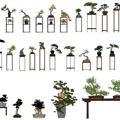 新中式造型松盆景盆栽 造型松 黑松 罗汉松 艺术盆景