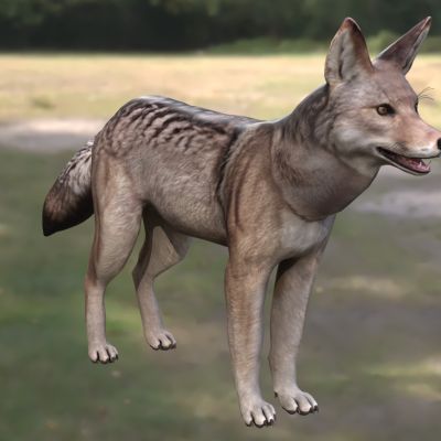 郊狼土狼丛林狼草原狼北美小狼动物