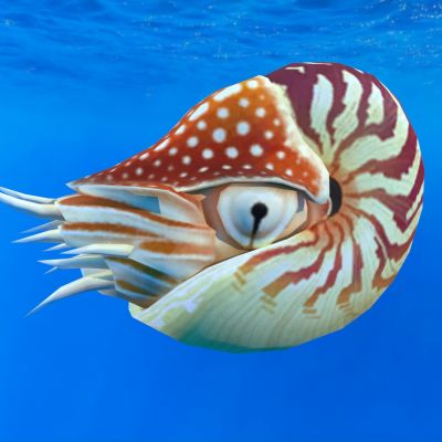 珍珠鹦鹉螺动物海洋生物