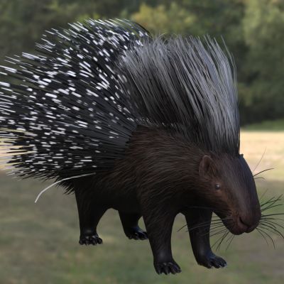 开普敦豪猪南非豪猪