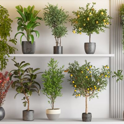 现代绿植盆栽组合