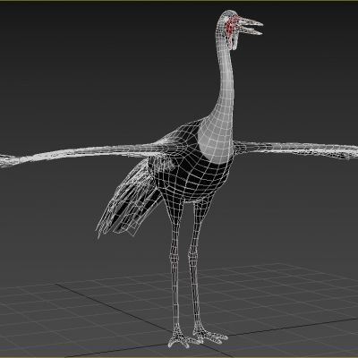 肉垂鹤吐绶鹤动物