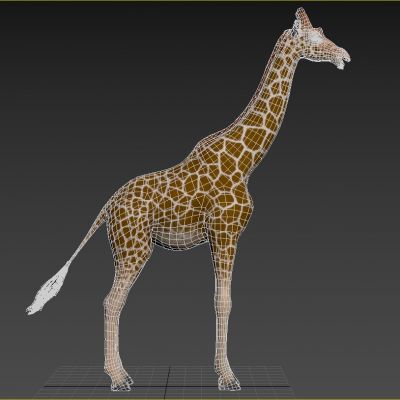 网纹长颈鹿索马里长颈鹿动物