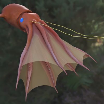 幽灵蛸吸血鬼章鱼动物海洋生物