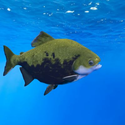 淡水白鲳短盖巨脂鲤鱼