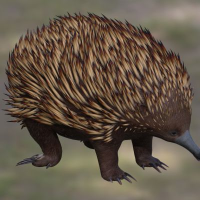 澳洲针鼹短吻针鼹刺食蚁兽野生动物