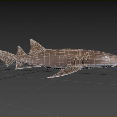 长尾光鳞鲨锈须鲨黄褐色护士鲨鱼生物动物