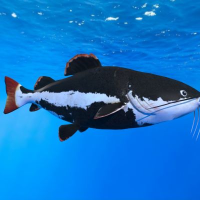 军舰鸭嘴红尾鸭嘴鲶鱼红尾鲶鱼狗崽鲸红尾猫鱼类动物生物