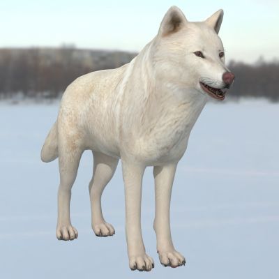 北极狼白狼动物