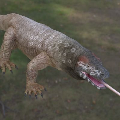 澳洲巨蜥野生动物生物