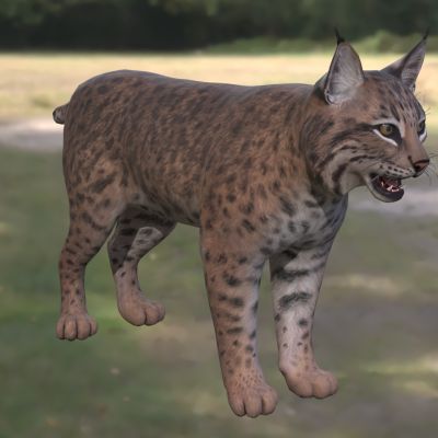 短尾猫巴布猫赤猞猁北美山猫红猫野生动物