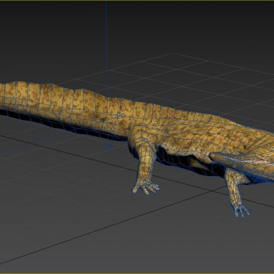 笠头螈镖头螈生物动物