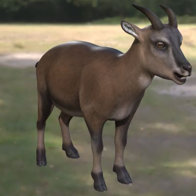 巴利阿里群岛洞山羊动物