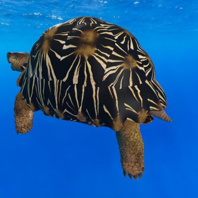 辐射龟放射龟射纹龟海洋生物动物