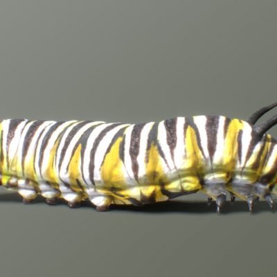 【带动画】蝴蝶幼虫 毛毛虫昆虫爬行 蛾类和蝶类