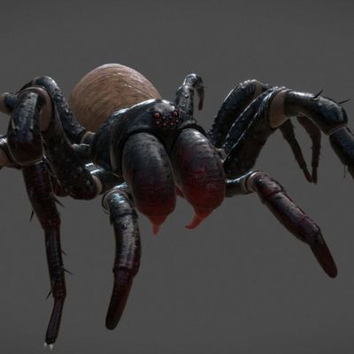 蜘蛛 毒蜘蛛 昆虫 爬行动物