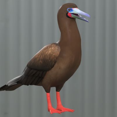 动物生物红脚鲣鸟鸟类动物