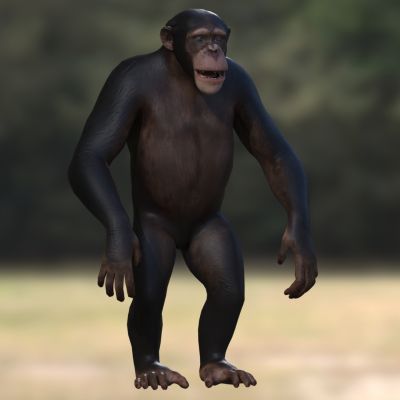 非洲黑猩猩猿动物野生