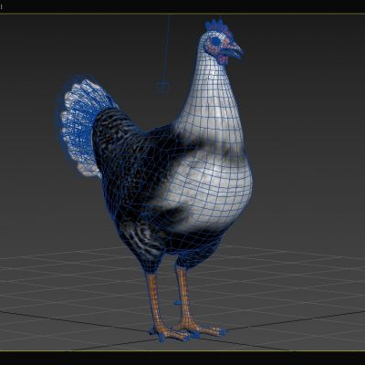 家禽，家鸡，动物