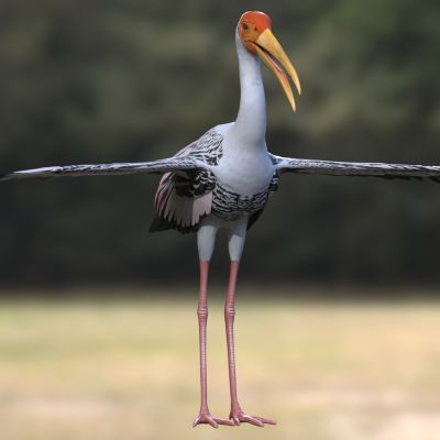 彩鹳白头鹮鹳鸟类