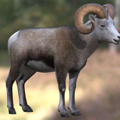 动物生物大角羊野生动物