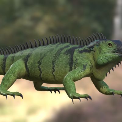 绿鬣蜥美洲鬣蜥美洲绿鬣蜥蜥蜴动物