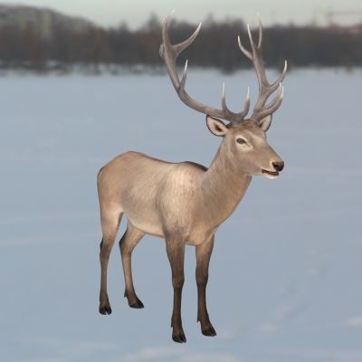 双峰鹿动物生物