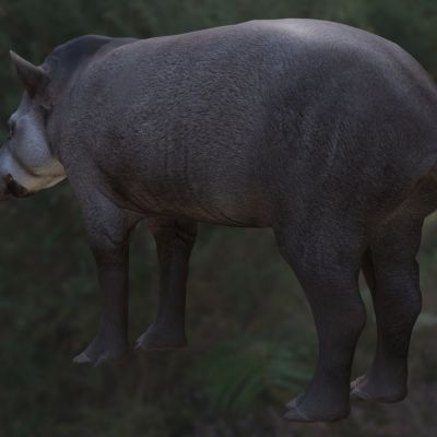 低地貘南美貘巴西貘动物