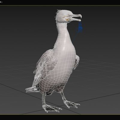 北大西洋大鸬鹚鱼鹰水老鸦动物