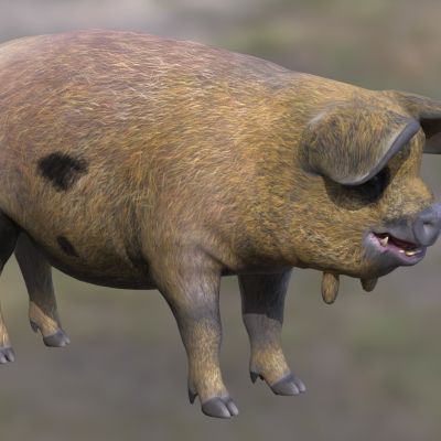 新西兰昆昆猪动物