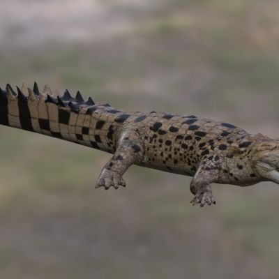 奥瑞纳克鳄鱼奥瑞纳克鳄鱼