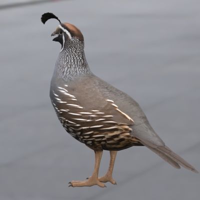 珠颈翎鹑加州鹌鹑卡塔利娜鹌鹑凤头鹌鹑圣卢卡斯鹌鹑珠颈翎鹑鸟动物