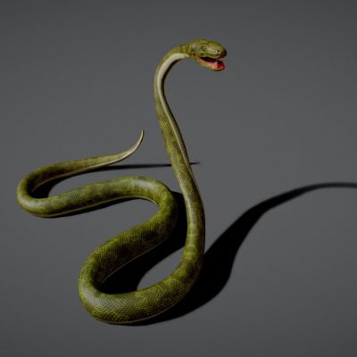 蛇带动画，绿蟒蛇 ，银环蛇