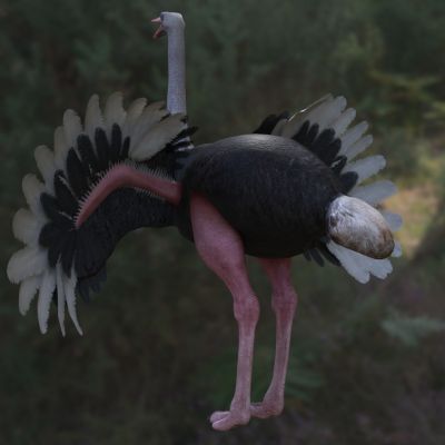 非洲鸵鸟野生动物生物