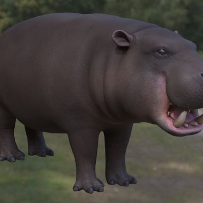 侏儒河马动物生物野生动物