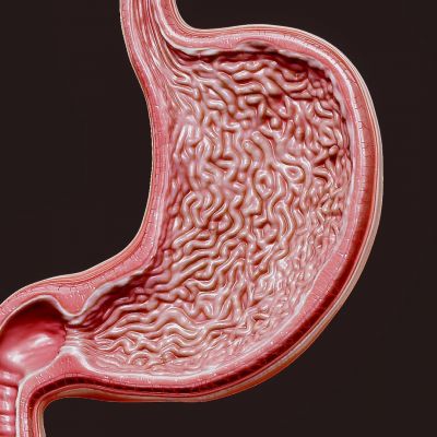 胃 胃结构 胃医学解剖 胃剖面模型 胃部医学模型 胃部解剖 胃部刨面 人体器官