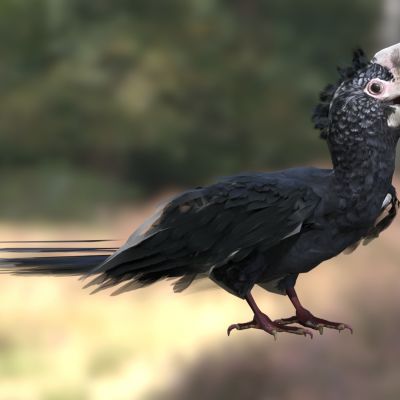 银颊噪犀鸟动物生物