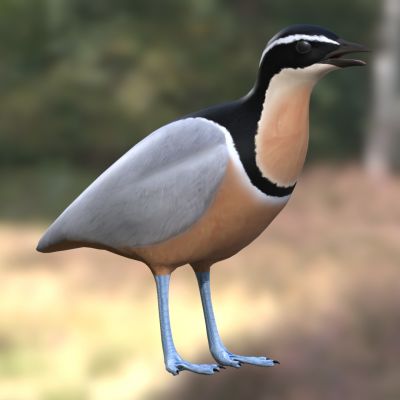 埃及鸻鳄鸟牙签鸟燕千鸟动物生物鸟