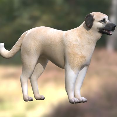 安纳托利亚牧羊犬狗