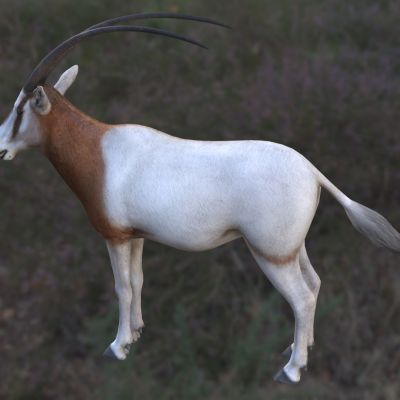 弯角剑羚弯刀长角羚白长角羚白剑羚弯角大羚羊弯刀角羚羊生物动物