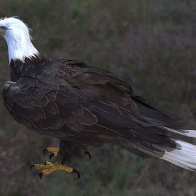 美洲白头鹰白头海雕白头鹰秃头雕美洲雕美国鹰动物生物