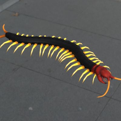 中华红头蜈蚣昆虫生物