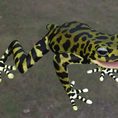 虎树蛙昆虫益虫两栖生物