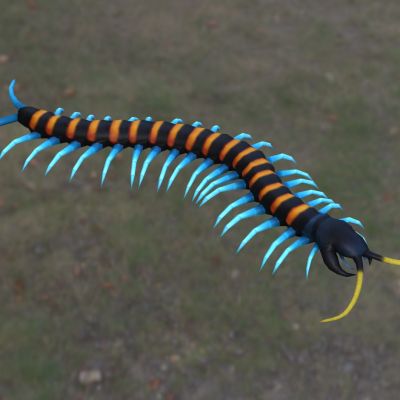 菲律宾薄荷腿蜈蚣